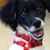 Christine Lungaro's profile image