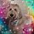 Joan Macaluso Shorter's profile image