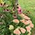 Cyndi Jo Zins's profile image