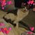 Sandie Biehl's profile image