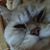 Jac Ho's profile image