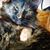 Stacy Jo Wozny's profile image
