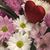 Sally Ann Nicholas Miller's profile image