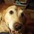 Ashley Pelletier's profile image