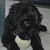 Dave Rogulski's profile image