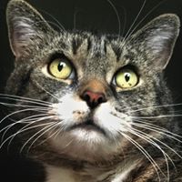 Luke Catman's profile image