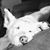 Julie Kopacek's profile image