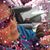 Shelly Boyd's profile image