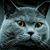 Teri Dawson's profile image