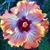 Robin Wilder's profile image