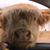 El Oso Bigoton's profile image