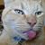Wendy Penhallegon's profile image