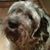 Marc Veen's profile image