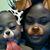Alexxis Whitfield's profile image