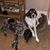 Mary Ann Brugnoli Rone's profile image