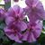 Darlene Kruse's profile image
