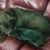 Lizarella Duncan Monroeski's profile image