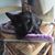 Lenore Skadi Feyleaves's profile image