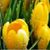 Nancy Liou's profile image
