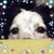 Patty Morris Raymond's profile image