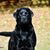 Marianne L. Rousseau's profile image