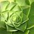 Pilar Collignon's profile image
