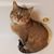 Adrienne Beauchamp's profile image