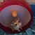 Janelle Bostic's profile image