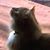 Debbie Succow's profile image