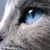 Laurie G Daniello's profile image