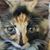 Steve Robinson's profile image
