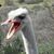 Darla Sucharski's profile image