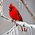Cathy Walenga's profile image