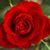 Kim Brown Lane's profile image