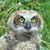 Patrick Hillis's profile image