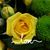 Melissa Thran-Gerlach's profile image
