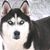 Kelly Schneider's profile image