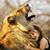 Carol Renard's profile image