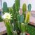 Cecilia Garcia Engelman's profile image