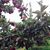 Aicha Chouaib's profile image