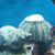 Garcia Murillo Nilda's profile image