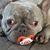 Tammy Ingram Thornton's profile image