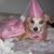 Anastasia Beaverhausen's profile image