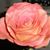 Mary Catherine Quebedeau's profile image