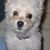 Delia Martins's profile image