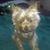 Lorraine Whitehurst's profile image