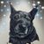Anthony Colandro's profile image