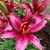 Diane Davis Moyer's profile image