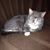 Ruth Millican's profile image