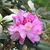 Dottie Lineberger's profile image